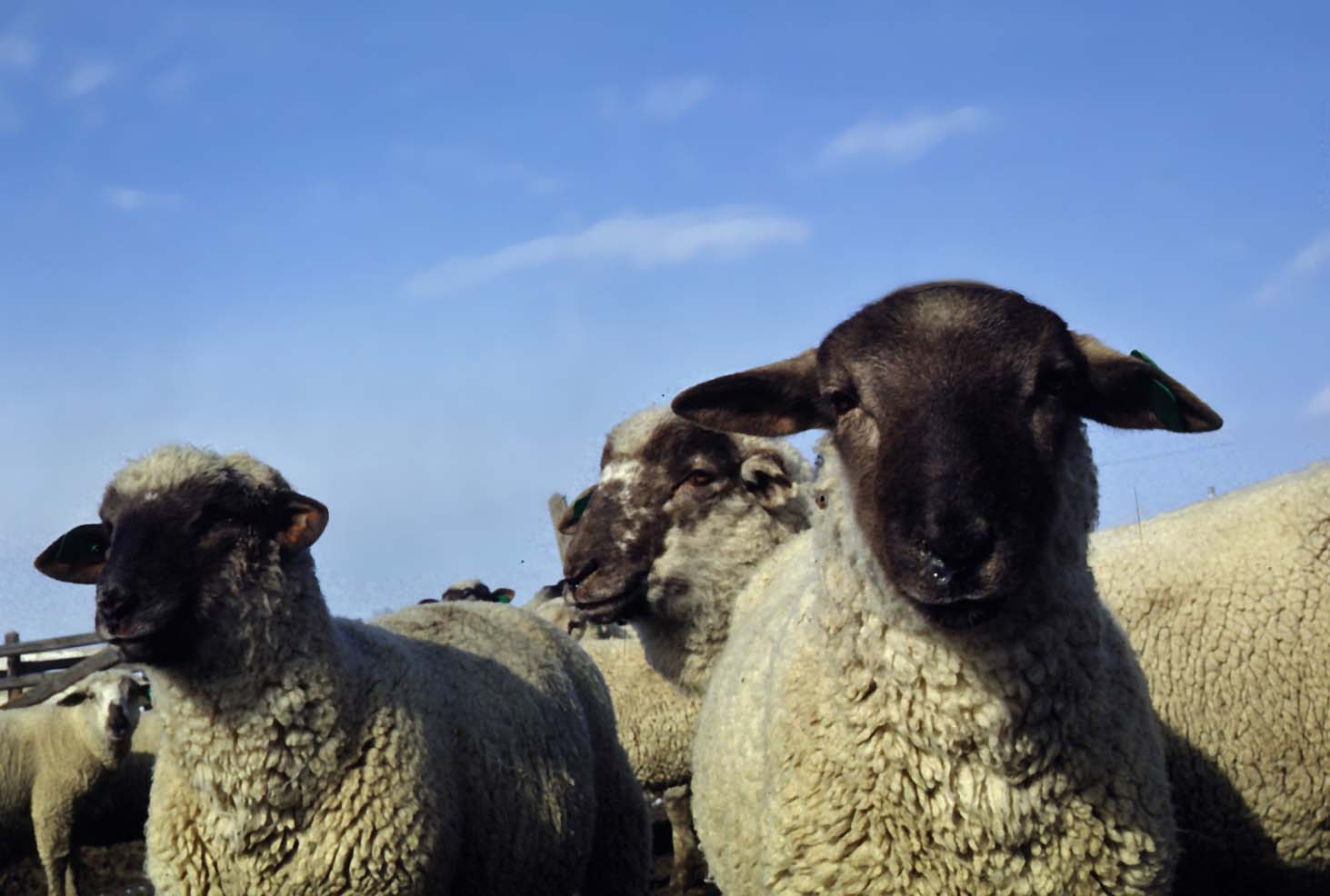 ram lambs